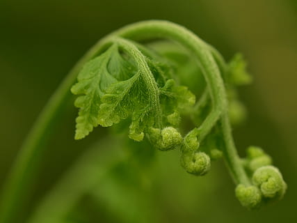 ferns, fern leaf, frond, foliage, green, growth, nature, plant HD wallpaper