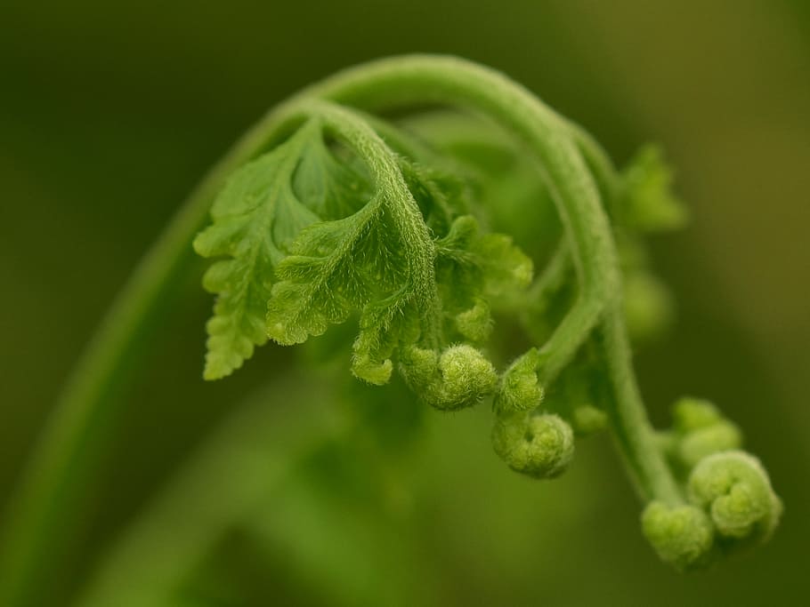 ferns, fern leaf, frond, foliage, green, growth, nature, plant HD wallpaper