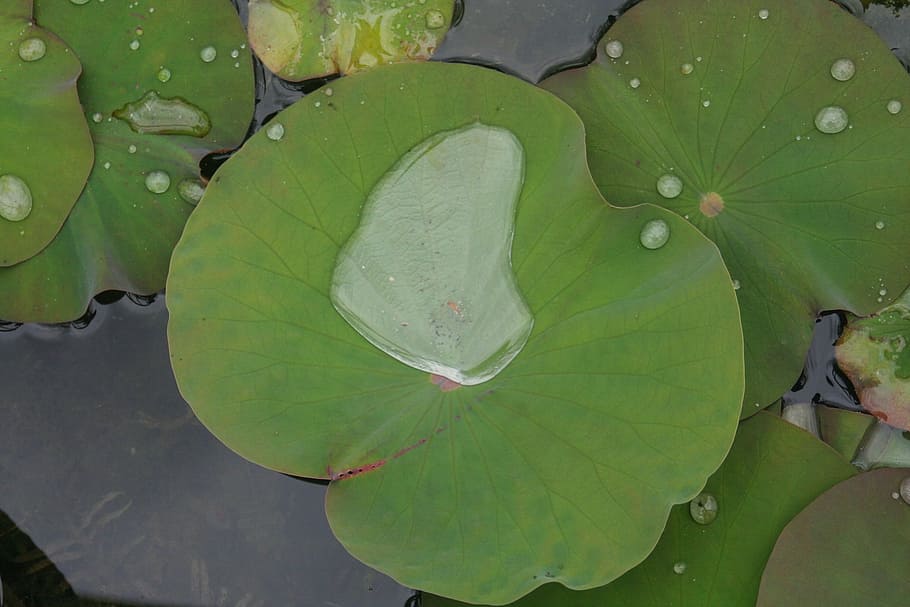 miracles, nell, water, nature, leaf, water Lily, lotus Water Lily HD wallpaper