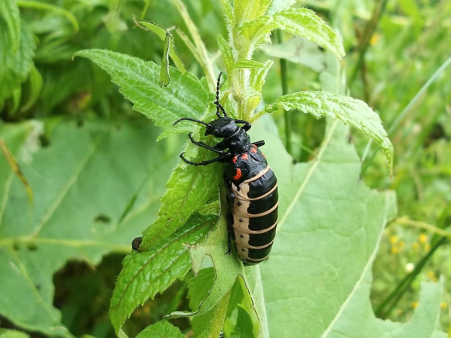 insect, beetle, bug, invertebrate, animal wildlife, animal themes HD wallpaper