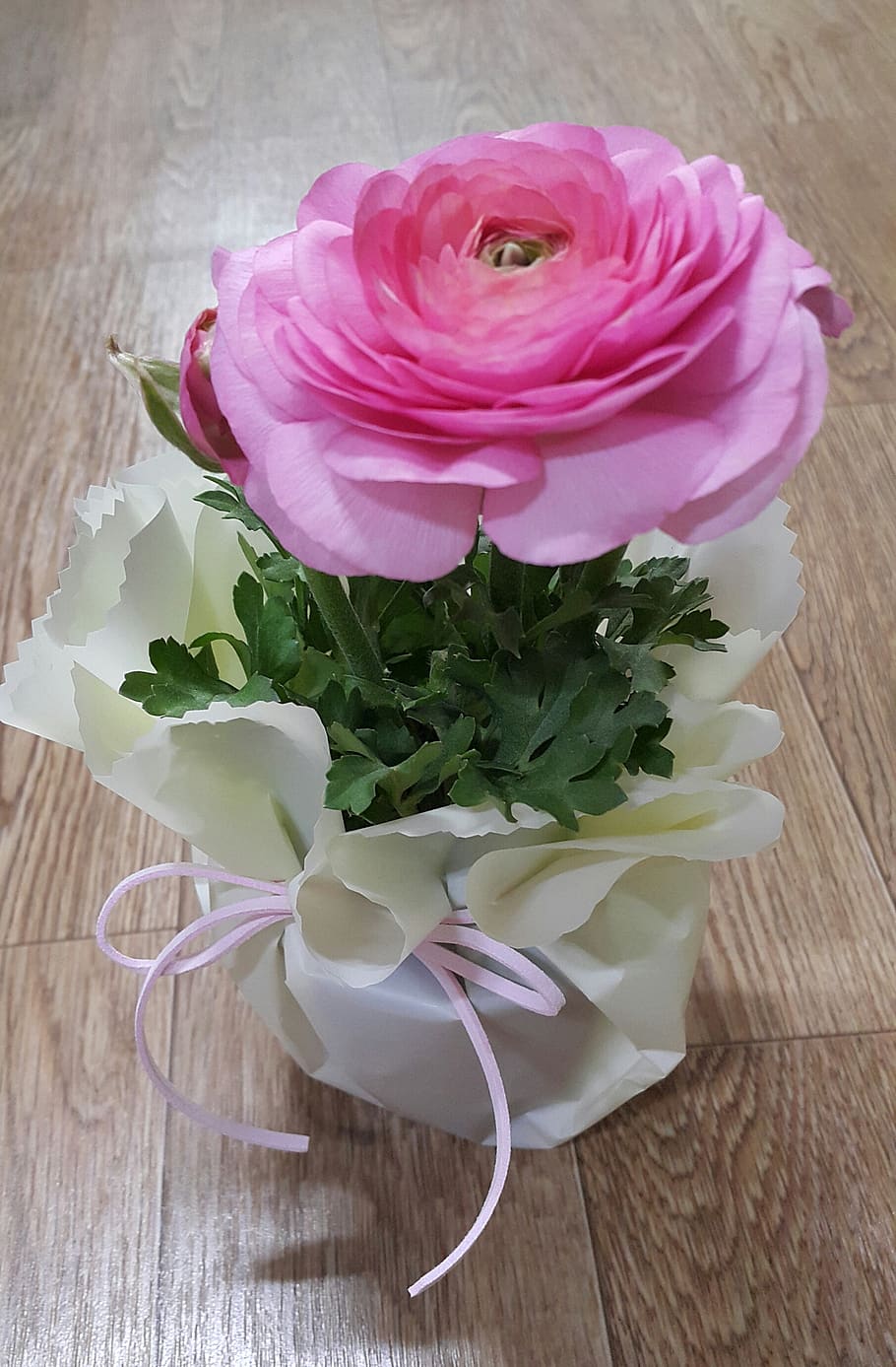 anemones, flowers, flowering plant, freshness, table, beauty in nature HD wallpaper