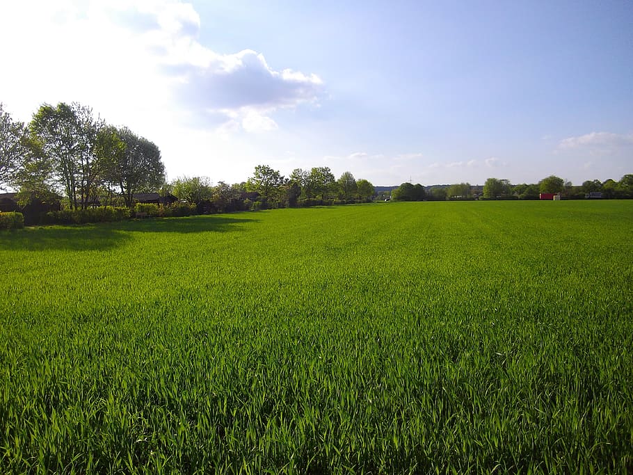 spring, arable, nature, sky, cornfield, plant, landscape, tree HD wallpaper