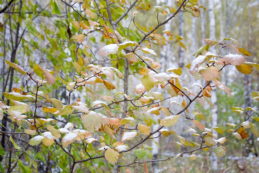 autumn, forest, nature, trees, the snow on the leaves, fall colors HD wallpaper