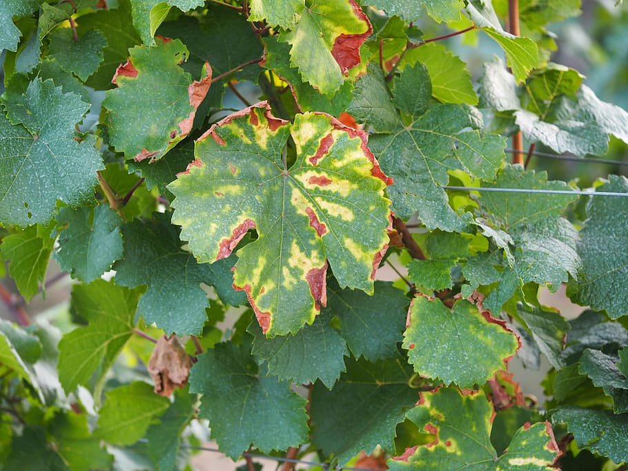 leaf, autumn, vine, wine, vineyard, leaves, fall foliage, golden autumn HD wallpaper