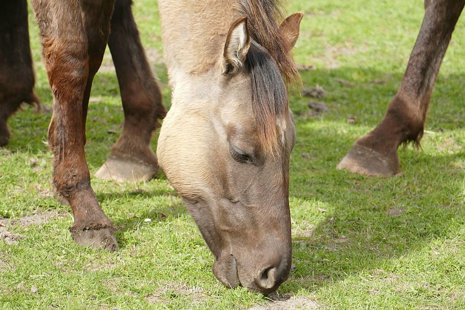 horse, coupling, head, pasture, green, meadow, paddock, graze HD wallpaper