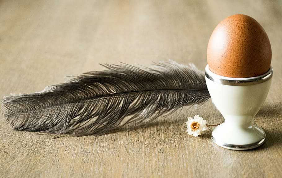egg, pen, chamomile, tomorrow, breakfast, food, background HD wallpaper