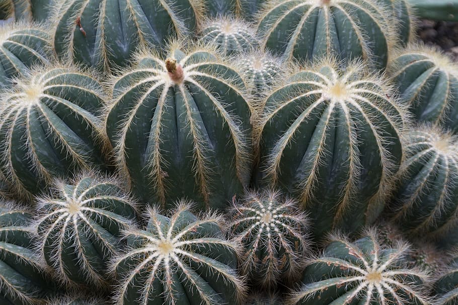 cactus, green, sting, growth, flower, plant, no people, nature HD wallpaper