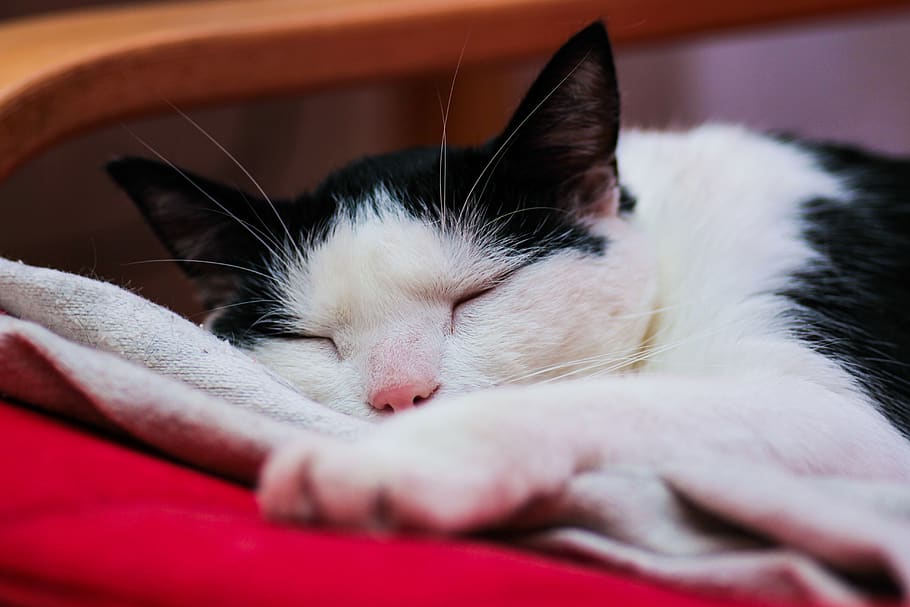 cat, dream, sleeping, rest, kitten, nice, animal, lazy, relaxation HD wallpaper