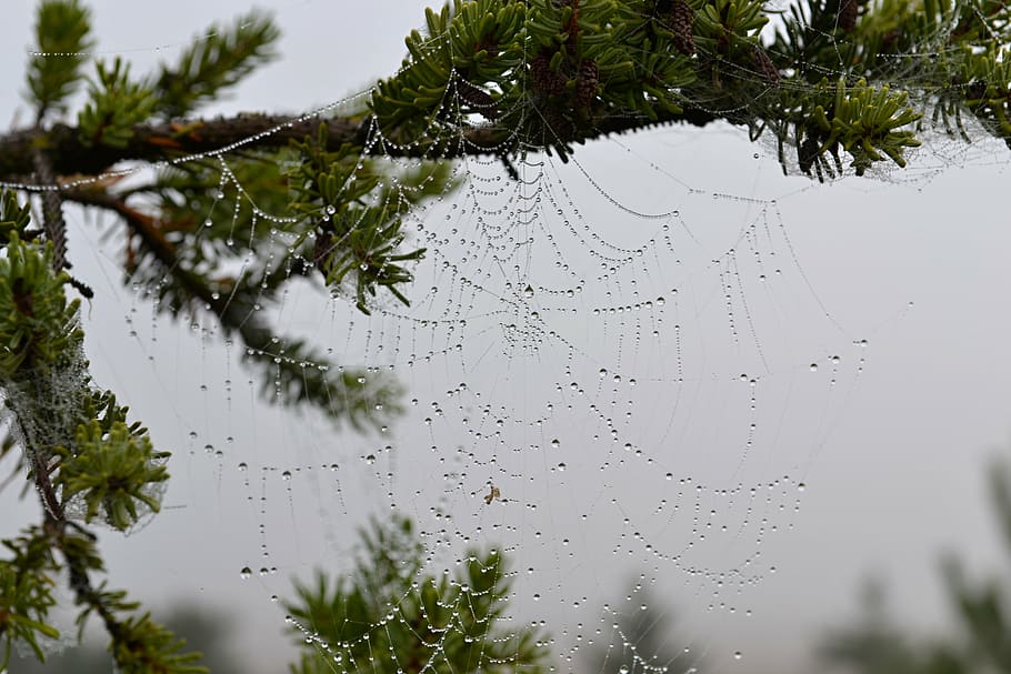 nature, web, autumn, spider, rough, drops, pattern, dew, water HD wallpaper