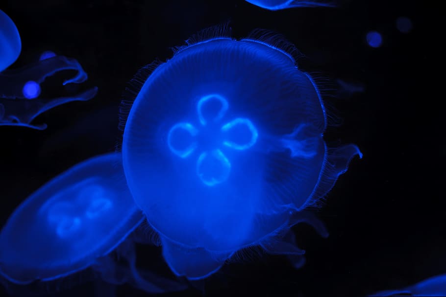 Animal, Creature, Danger, Dark, blue, deep, fish, float, glow HD wallpaper