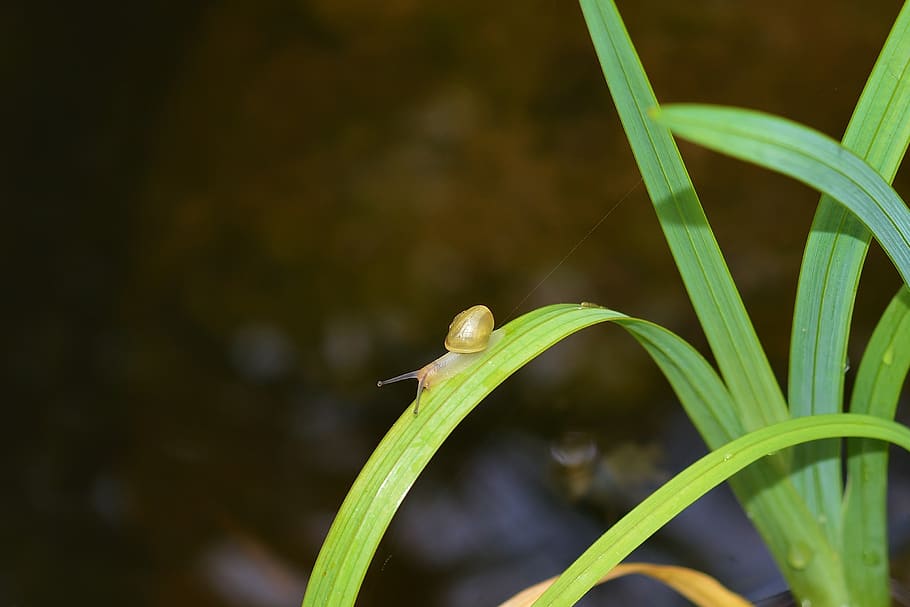 snail, leaf, close up, nature, animal wildlife, one animal HD wallpaper