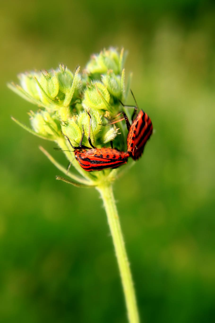 black, bugs, close-up, copulation, graphosoma, lineatum, love HD wallpaper