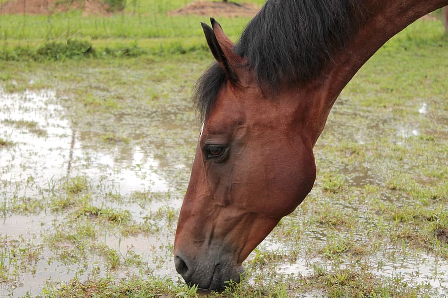 horse, thirst, drink, water, heat, drinking, farm, mare, lead horse to water, HD wallpaper