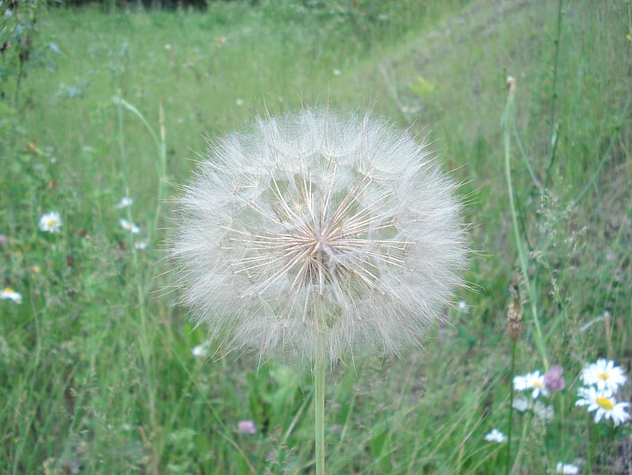 dandelion, meadow, nature, flower, plant, flowering plant, fragility HD wallpaper