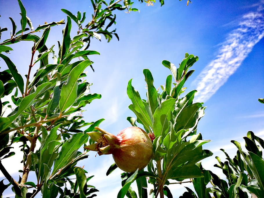 Sky, Iran, Tigan, leaf, plant, green color, growth, tree, plant part HD wallpaper