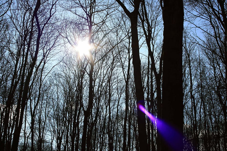 forest, nature, spring, tree, plant, sunbeam, bare tree, trunk HD wallpaper