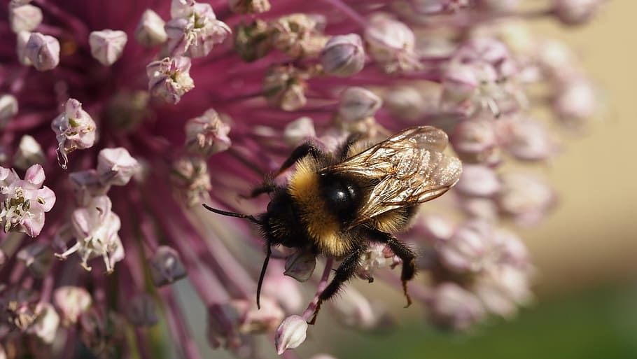 bumble-bee, summer, flower, insect, inflorescence, nature, flowering plant HD wallpaper