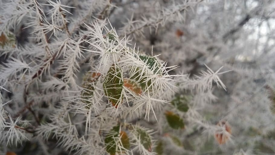 Nature, Winter, Landscape, Trees, Sky, gel, brenches, plant HD wallpaper