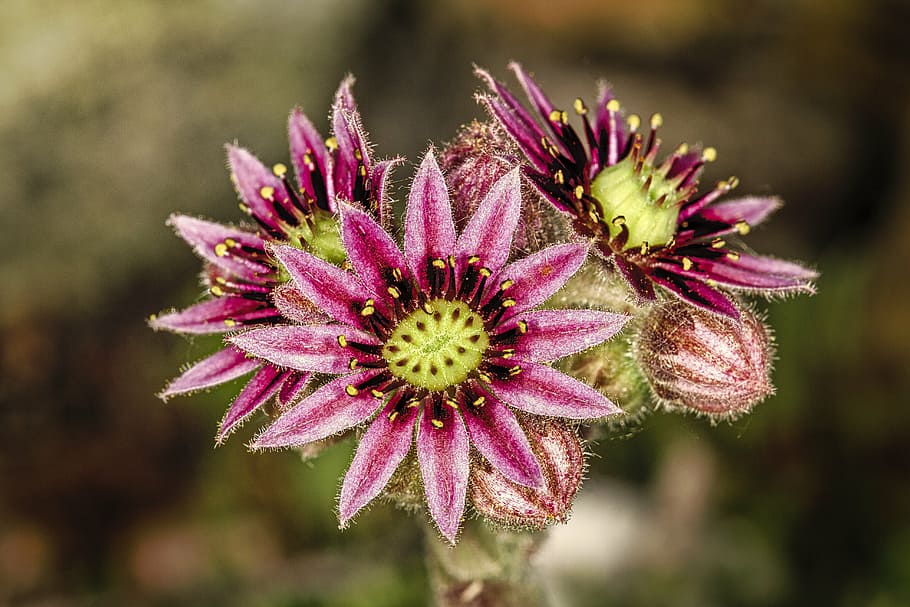 cactus, flower, macro, spines, nature, plant, close-up, petal HD wallpaper