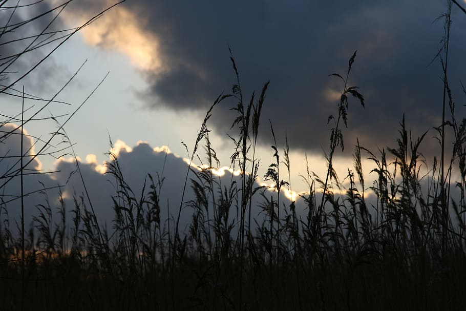 sunbeam, clouds, dark, air, reed, contrast, imminent, sky, plant HD wallpaper