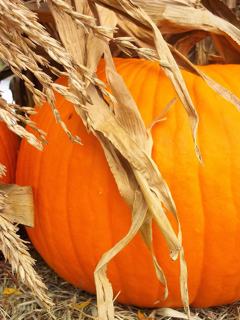 pumpkin, harvest, fall, october, cornstalks, decorative, orange HD wallpaper