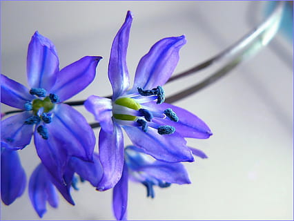selective focus photography of purple petaled flowers, blossom HD wallpaper