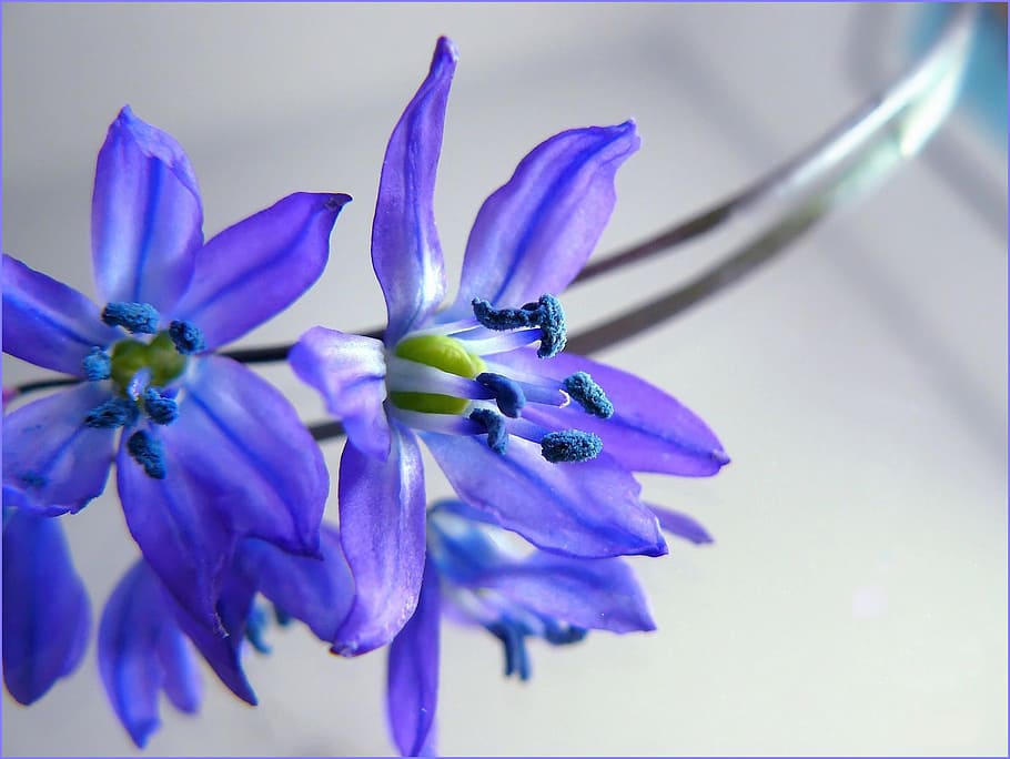 selective focus photography of purple petaled flowers, blossom HD wallpaper