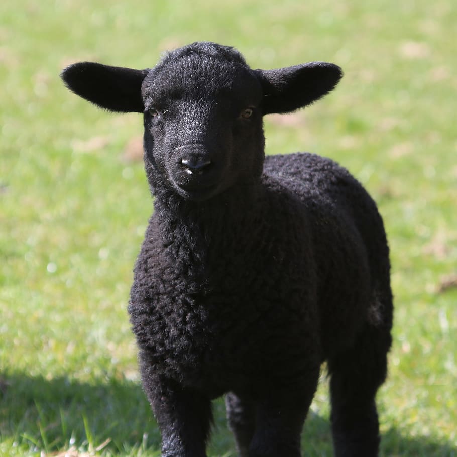 black lamb photograph, sheep, field, farm, agriculture, wool, HD wallpaper