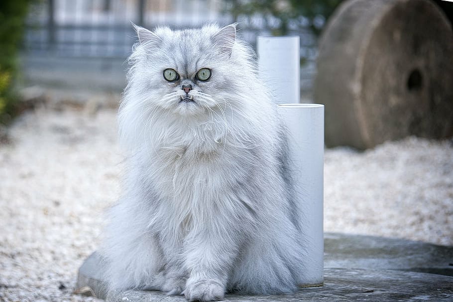 photo of white Persian cat, domestic cat, domestic animals, pets, HD wallpaper