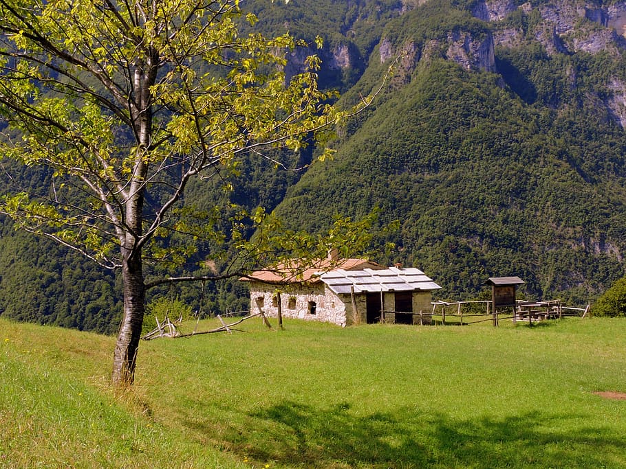 tree, alm, prato, mountain, italy, house, green, grass, quiet HD wallpaper