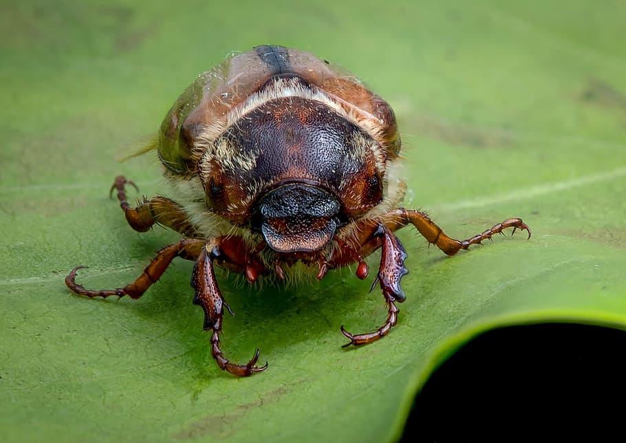 beetle, the insect, macro, close, one animal, animal themes HD wallpaper