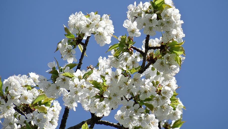 flowers, spring, close, plant, cherry, cherry blossom, fruit HD wallpaper