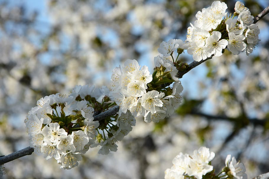 cherry, flower, sprig, spring, nature, spring flowers, garden HD wallpaper
