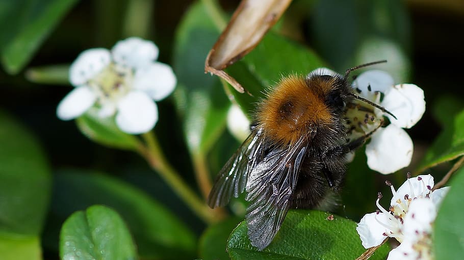 nature, leaf, insect, plant, flower, flowering plant, animal themes HD wallpaper