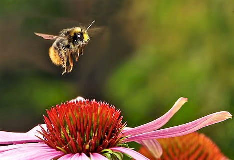 yellow and black bumble bee flying on pink and red flower during daytime HD wallpaper