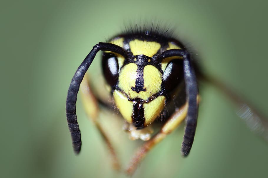 bee, red, yellow, antenna, insect, summer, solar, silhouette HD wallpaper