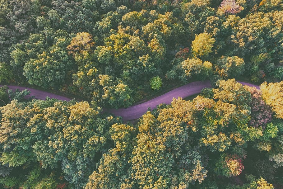 aerial photography of purple road between trees during daytime, aerial view of green leaf trees during daytime, HD wallpaper