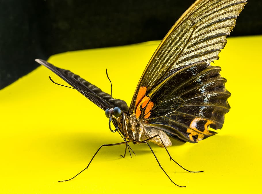 Butterfly, Insect, animal themes, animal wing, animals in the wild HD wallpaper