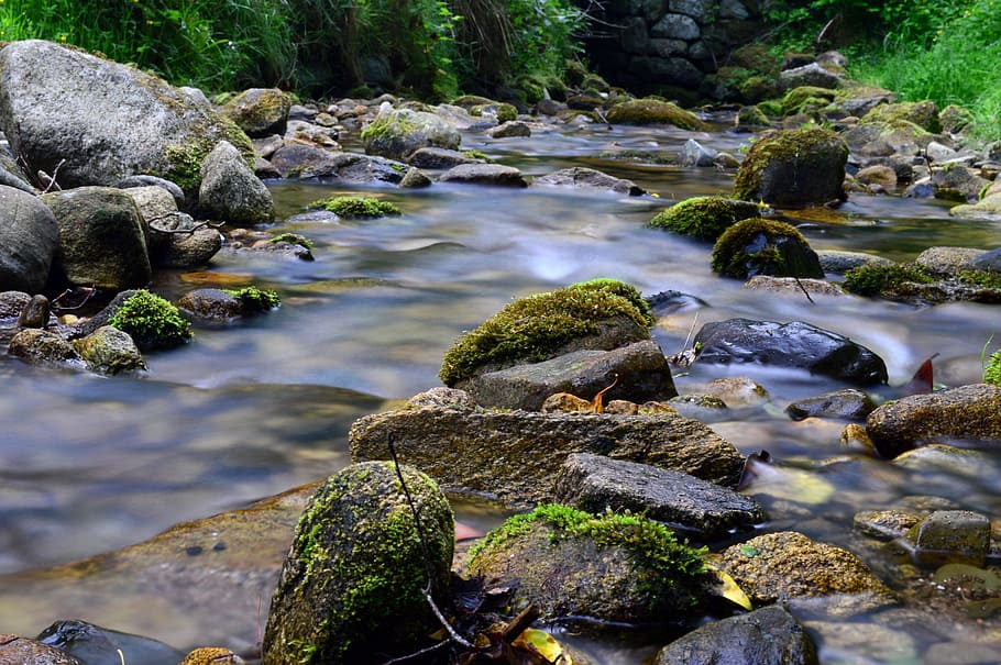 forest, mountain, torrent, river, nature, green, stream, spring