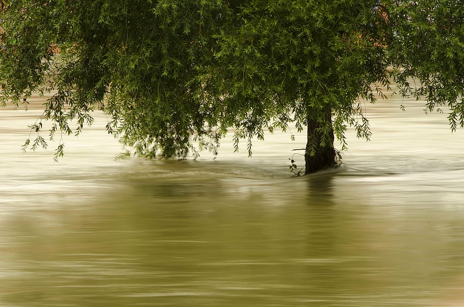 tree flooded with water, green, leaves, trunk, green leaves HD wallpaper