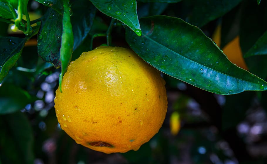 lemon, limone, citrus, vitamins, citrus fruits, sour, lime, HD wallpaper