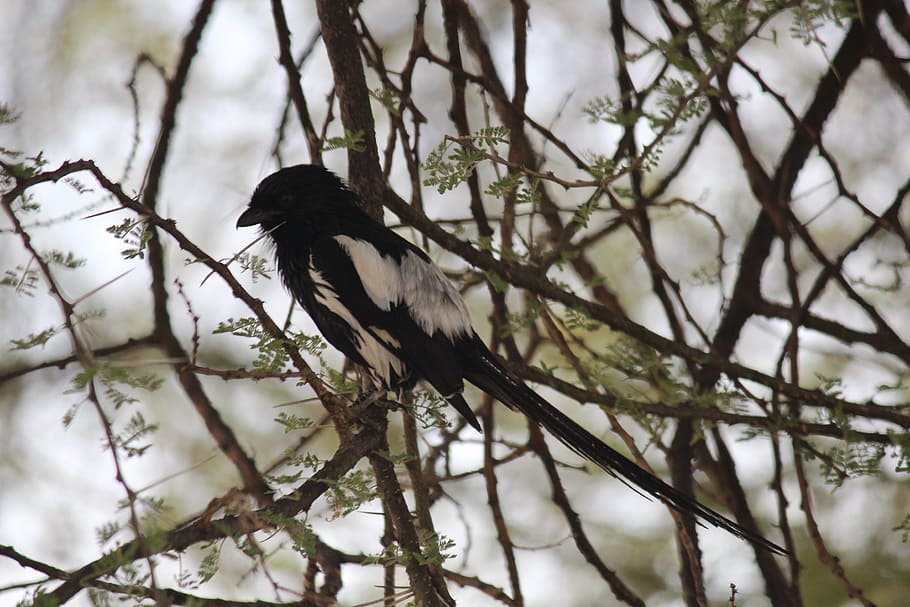 bird, trees, stem, branches, black, white, nature, bokeh, animals in the wild HD wallpaper