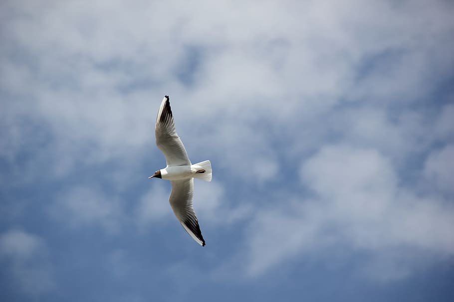 Seagull, Bird, Flying, Flight, Sky, clouds, wildlife, nature HD wallpaper