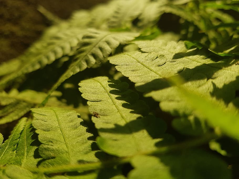 green, nature, sun, leaf, plant part, green color, growth, close-up HD wallpaper