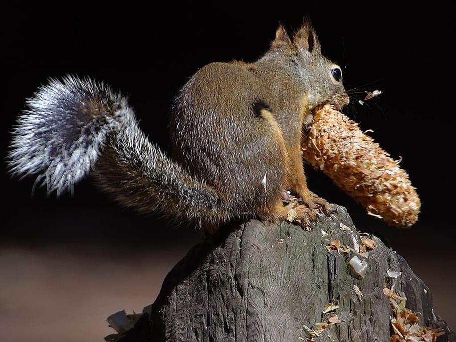 squirrel, chipmunk, nager, tail, rodent, cute, fur, furry, mammal HD wallpaper