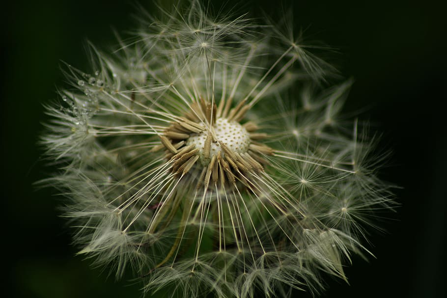 dandelion, flower, close up, seeds, macro, nature, blossom