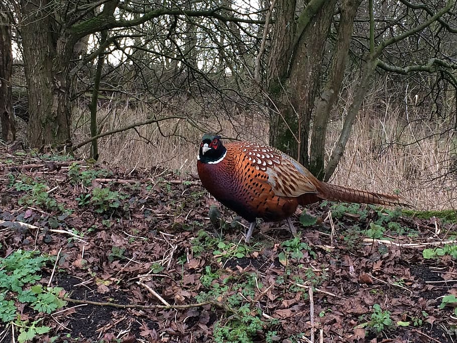 Pheasant 1080P, 2K, 4K, 5K HD wallpapers free download | Wallpaper Flare