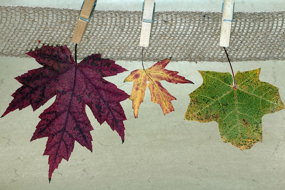 leaves, maple, maple leaves, maple leaf, color, clothespins autumn colors HD wallpaper