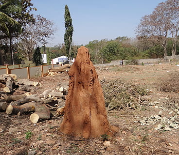 Termite, Hill, Mound, Dharwad, termite hill, termites, india HD wallpaper