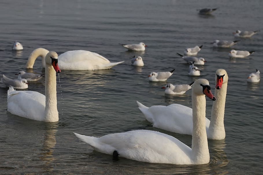 water, swan, bird, animal, animal themes, group of animals HD wallpaper